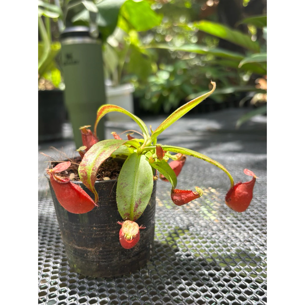 ไม้กินแมลง หม้อข้าวหม้อแกงลิง (Nepenthes) ภาพที่ 3