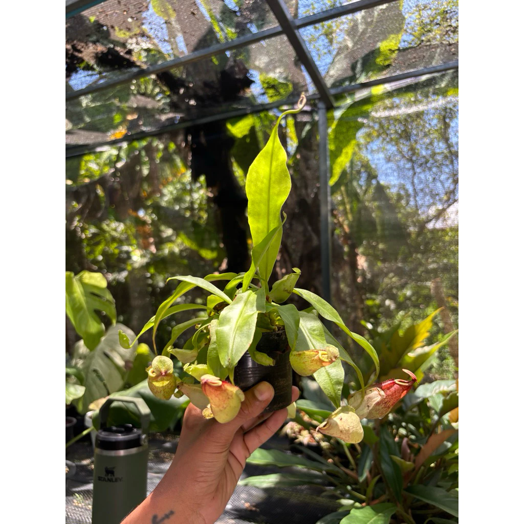ไม้กินแมลง หม้อข้าวหม้อแกงลิง (Nepenthes) ภาพที่ 4