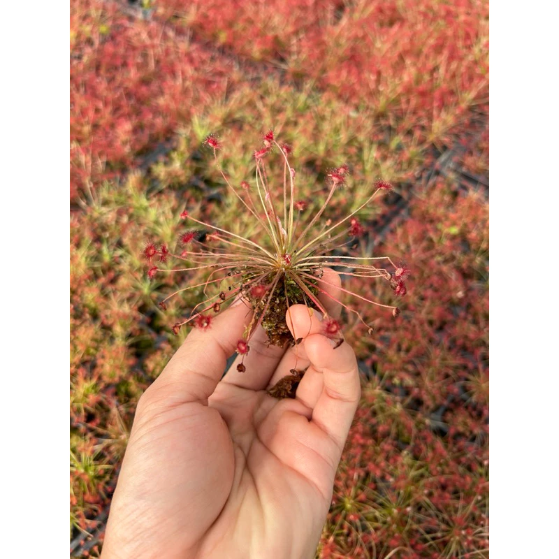 ไม้กินแมลง หยาดน้ำค้าง Drosera paradoxa (Sundew) ภาพที่ 4