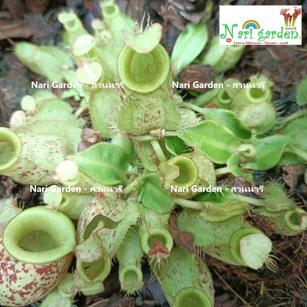 ต้นหม้อข้าวหม้อแกงลิง พันธุ์ N.ampullaria Spoted มีหม้อผุด (กระถาง 3 - 8 นิ้ว) ต้นถุงเงินถุงทอง ไม้กินแมลง ไม้ตกแต่งสวน ภาพที่ 2