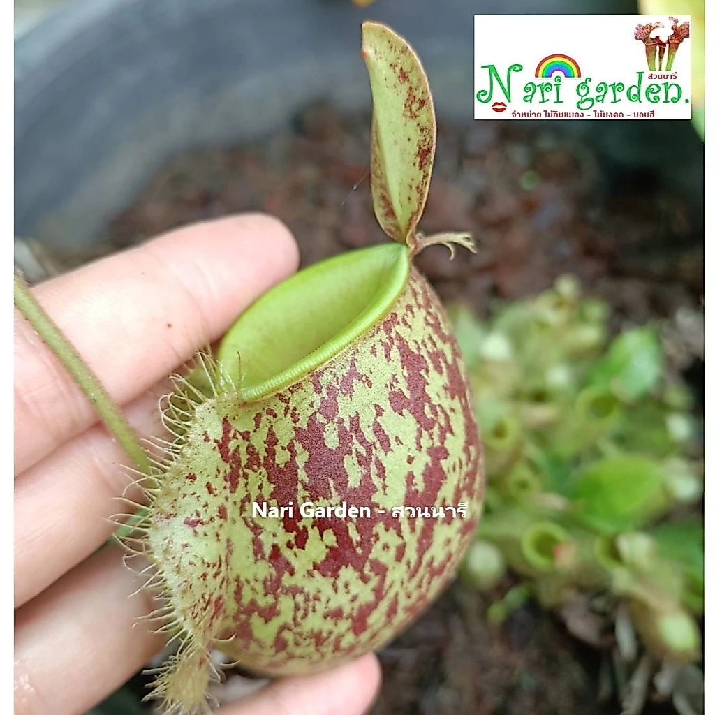 ต้นหม้อข้าวหม้อแกงลิง พันธุ์ N.ampullaria Spoted มีหม้อผุด (กระถาง 3 - 8 นิ้ว) ต้นถุงเงินถุงทอง ไม้กินแมลง ไม้ตกแต่งสวน ภาพที่ 3