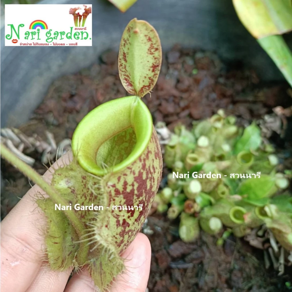 ต้นหม้อข้าวหม้อแกงลิง พันธุ์ N.ampullaria Spoted มีหม้อผุด (กระถาง 3 - 8 นิ้ว) ต้นถุงเงินถุงทอง ไม้กินแมลง ไม้ตกแต่งสวน ภาพที่ 4