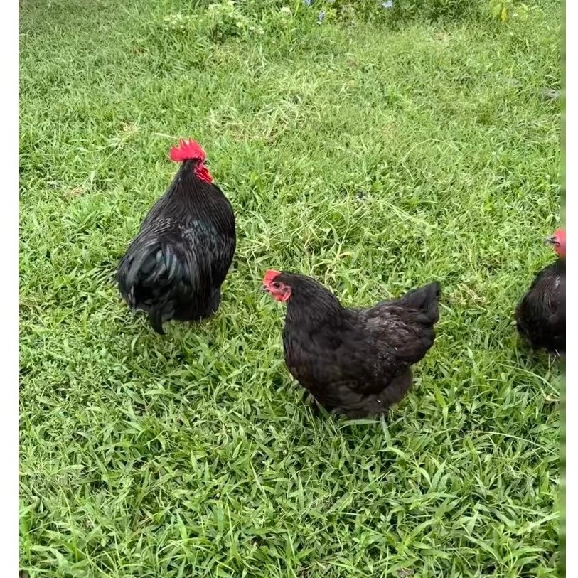 ไข่เชื้อไก่ไข่ออสตราลอปแท้ 100% (Australorp) สายออสเตรเลีย ภาพที่ 2