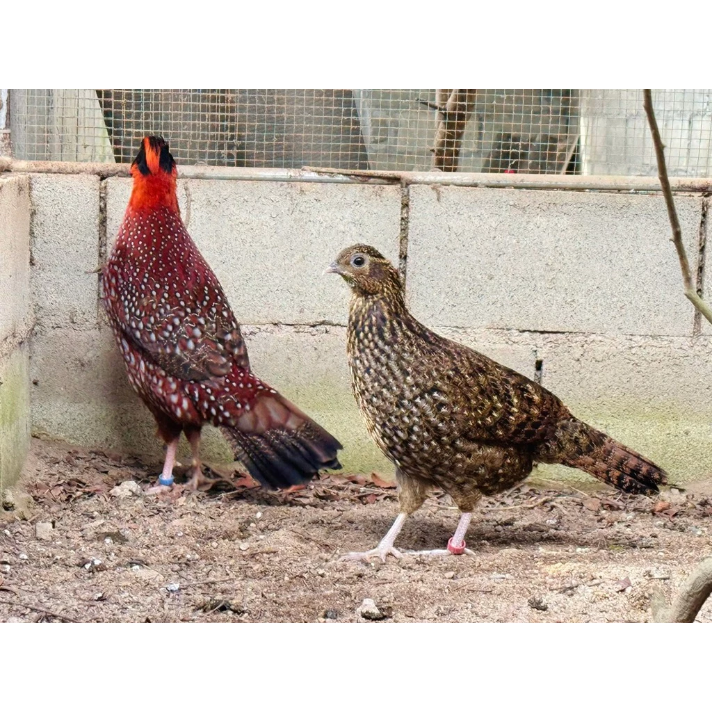 ไข่เชื้อไก่ป่าวูฟออเร้น ไก่ป่าสวิชเซอแลนด์ ไก่สวยงาม ไก่สีสัน ไข่ฟัก ภาพที่ 3