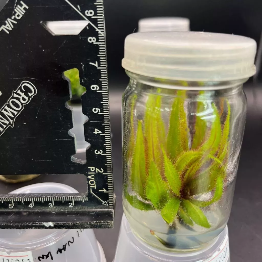 ไม้กินแมลง หยาดน้ำค้าง Drosera Adelae ภาพที่ 2