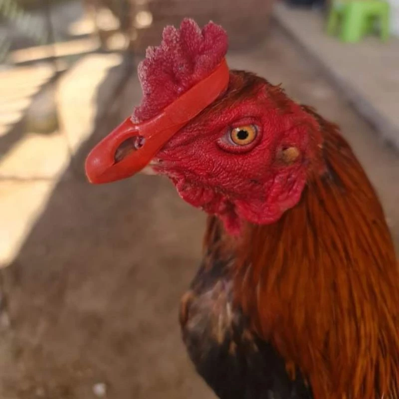 นวมไก่ชน นวมปากไก่ นวมยางสวมปากไก่ชน นวมปากยางอินเตอร์ไฮเทค ภาพที่ 2