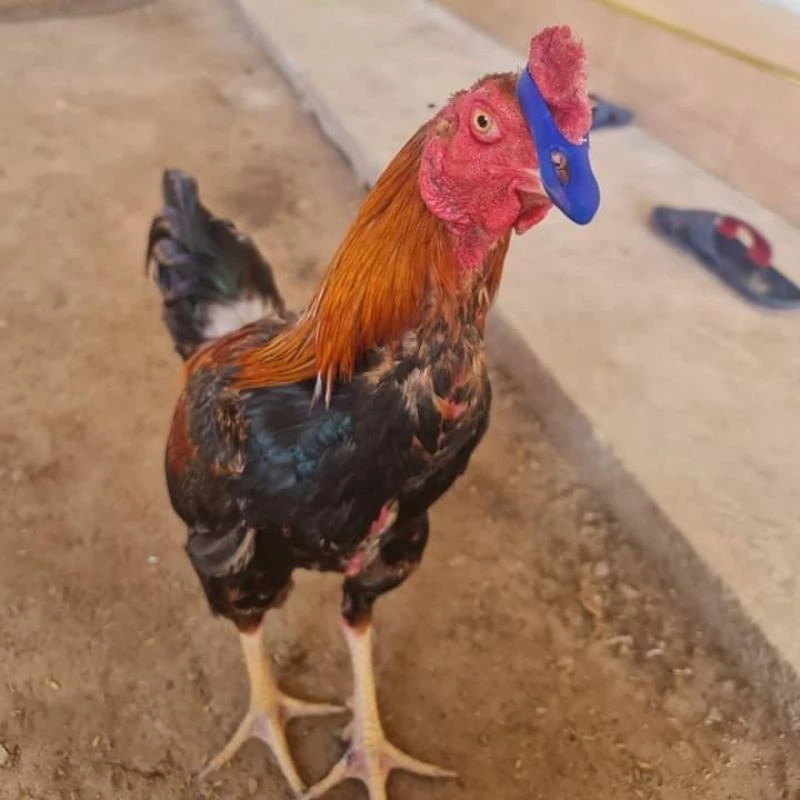 นวมไก่ชน นวมปากไก่ นวมยางสวมปากไก่ชน นวมปากยางอินเตอร์ไฮเทค ภาพที่ 3