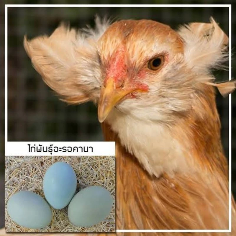 ไข่เชื้อไก่อาเมอ​รัว​คา​น่า​ ไก่มีเคราออกไข่สีฟ้าอมเขียว​จากประเทศ​เบลเยี่ยม​ ภาพที่ 4
