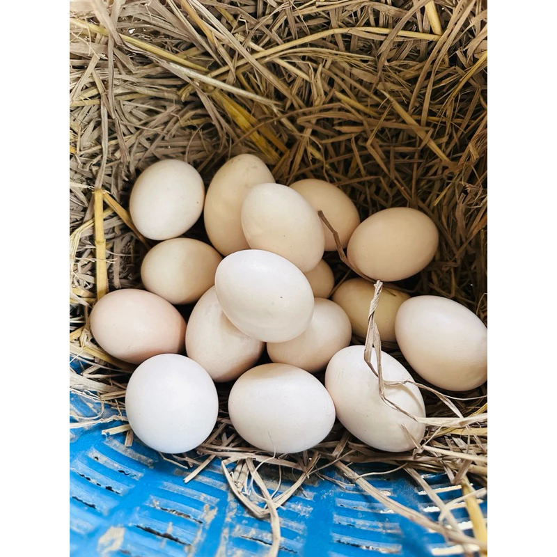 ไข่ไก่ชนพม่าสายเยียร์/ไข่เชื้อไก่ชนสำหรับเอาไปฟักเอง ภาพที่ 2