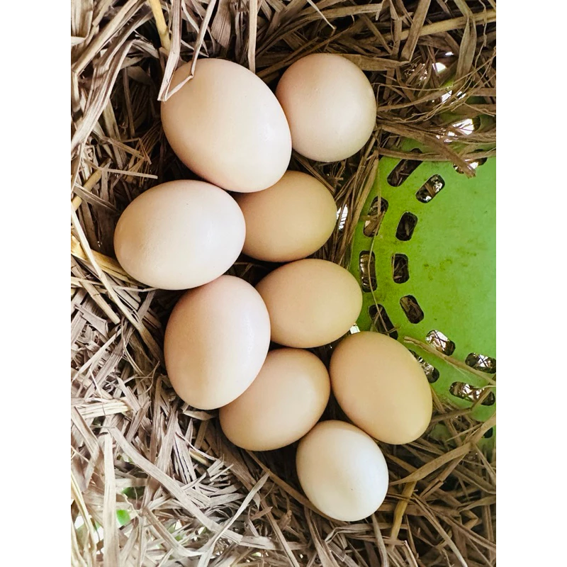 ไข่ไก่ชนพม่าสายเยียร์/ไข่เชื้อไก่ชนสำหรับเอาไปฟักเอง ภาพที่ 3
