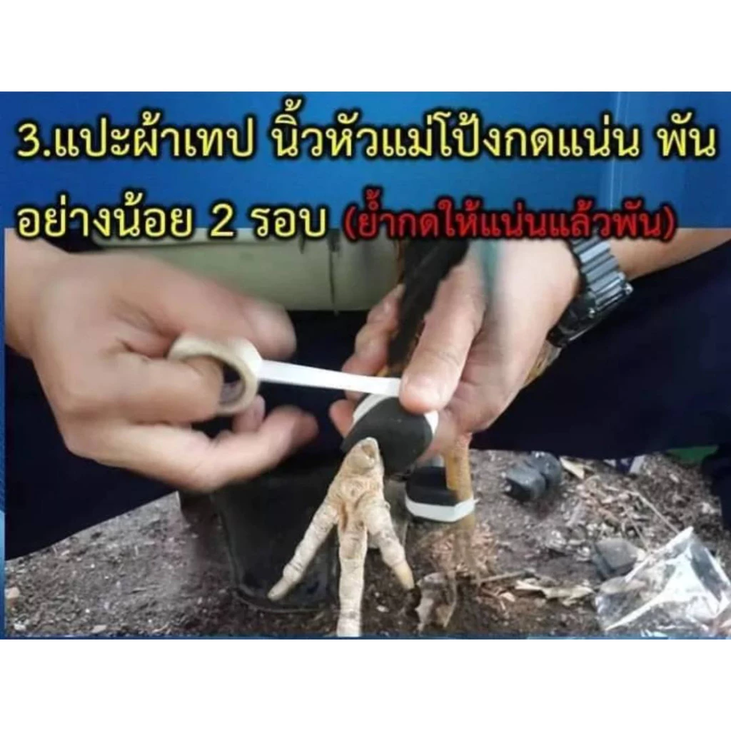 นวมยางสวมเดือยไก่ชนแบบยาง ขนาด 2 ซ.ม. และ 3 ซ.ม. สำหรับไก่ชน มีสิทธิบัตร ภาพที่ 3