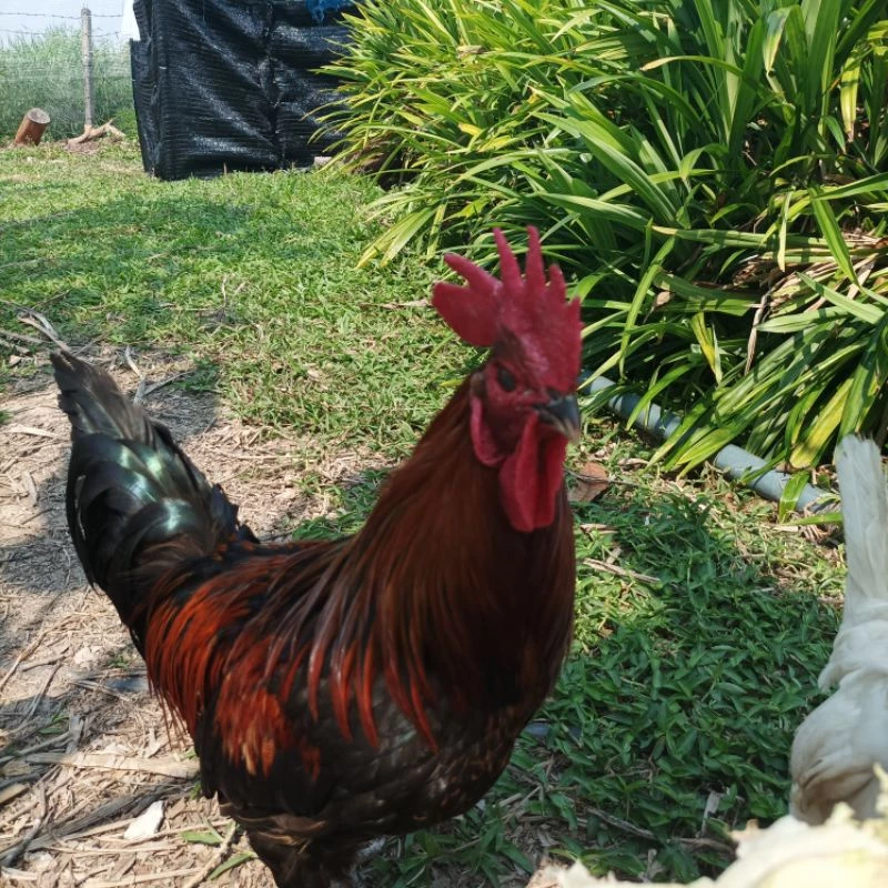 ไข่เชื้อไก่ไข่สีฟ้า พันธุ์ swedish isbar chicken ภาพที่ 3